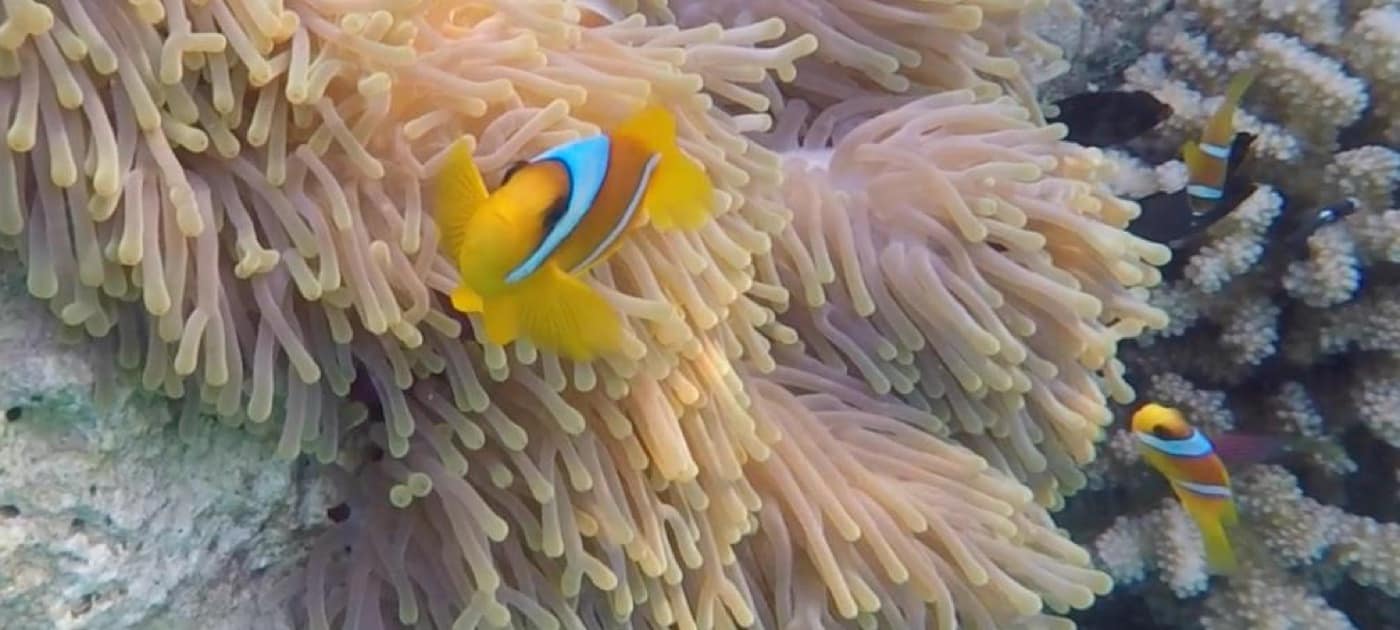 Clownfish on the reef, a snorkel away