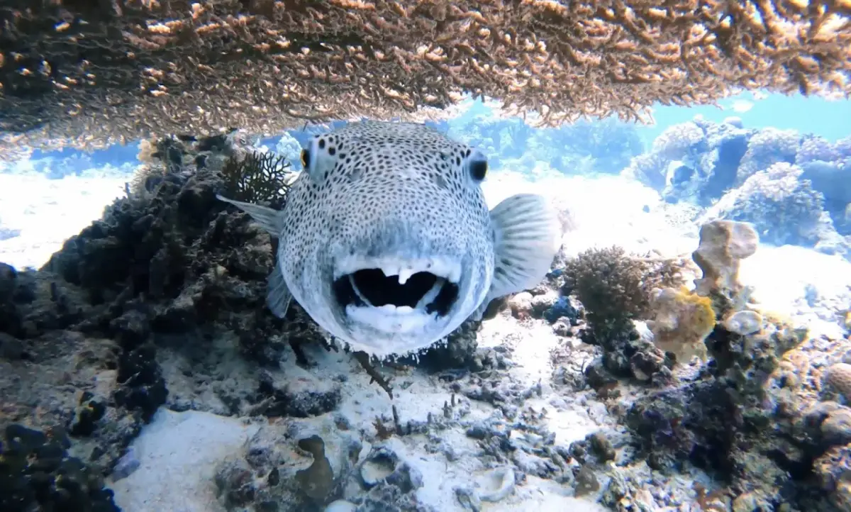 Blue Brother Divers — photo 4 of 4