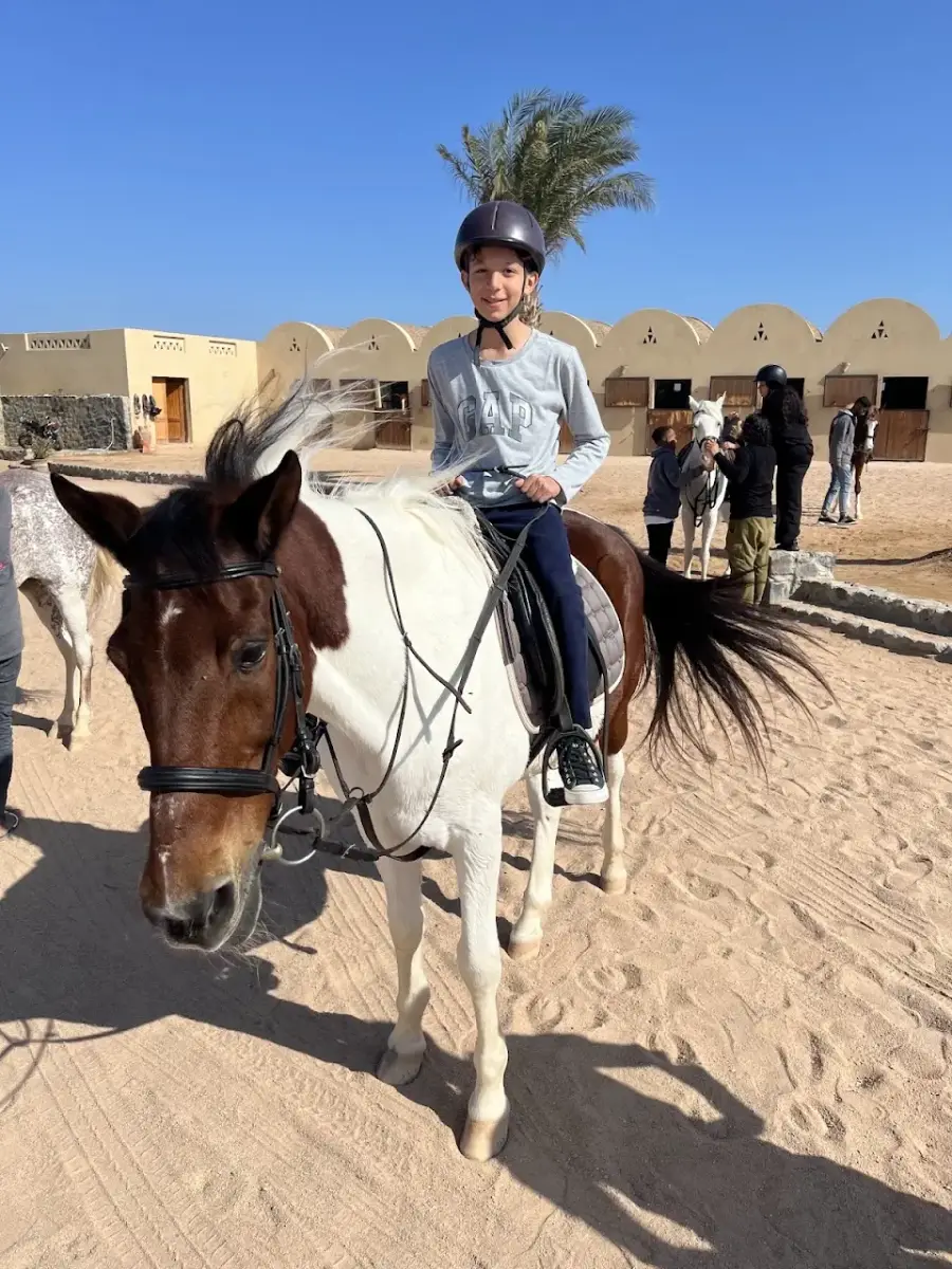 Habiba Horse (Habiba Stable) — photo 4 of 4